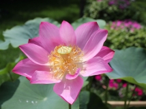 2012��7����Ѯ�廪��ѧУ԰��