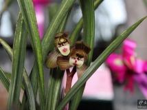 ���ݲ���ͤ����